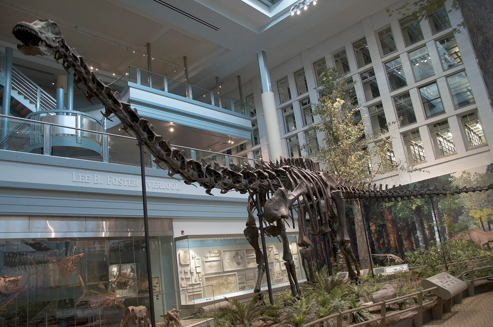 Diplodocus longus