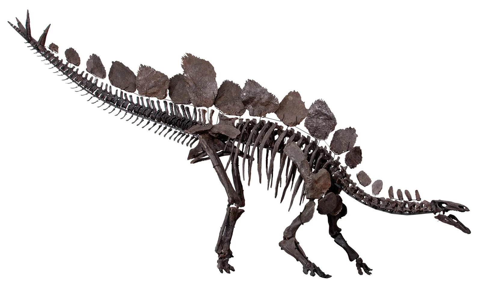 Diracodon laticeps