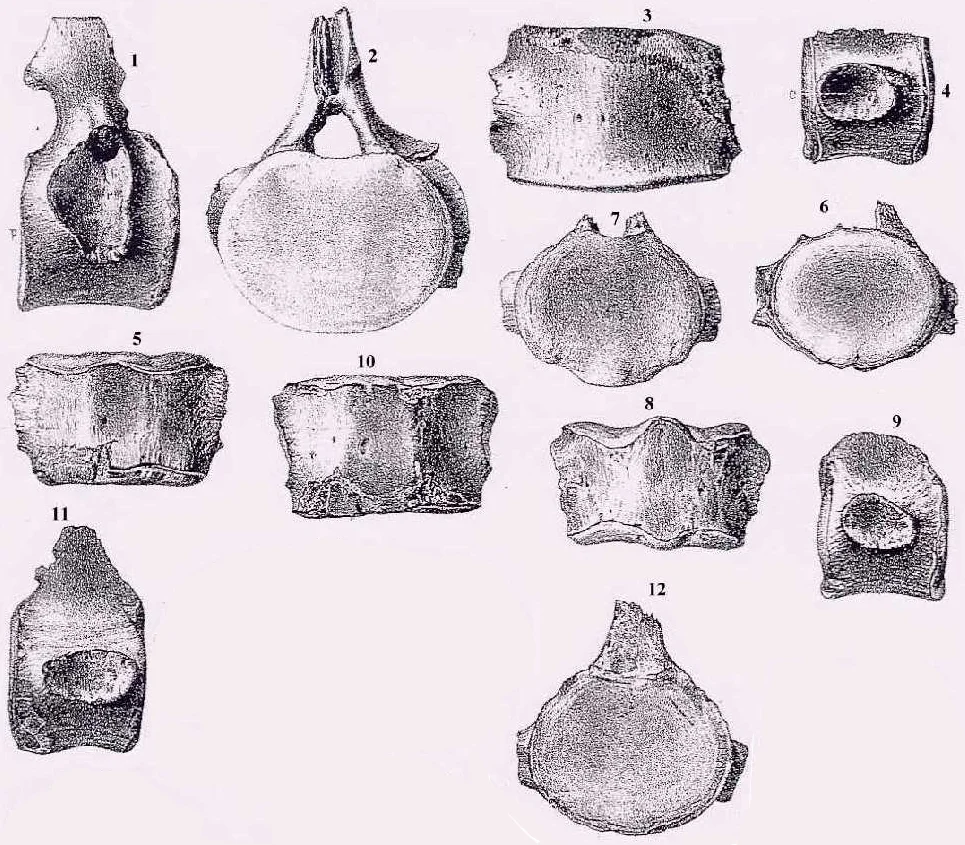 Discosaurus vetustus