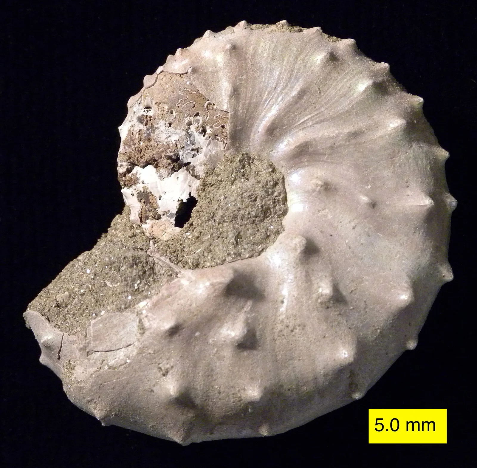Discoscaphites conradi