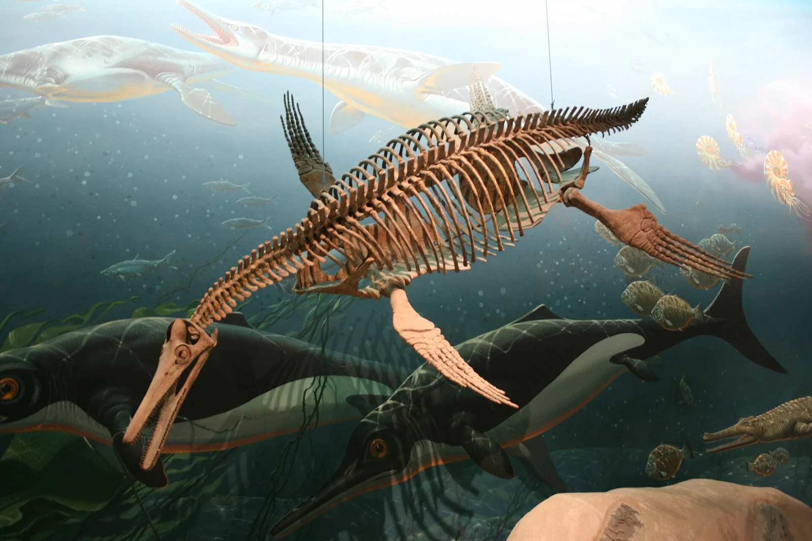 Dolichorhynchops herschelensis