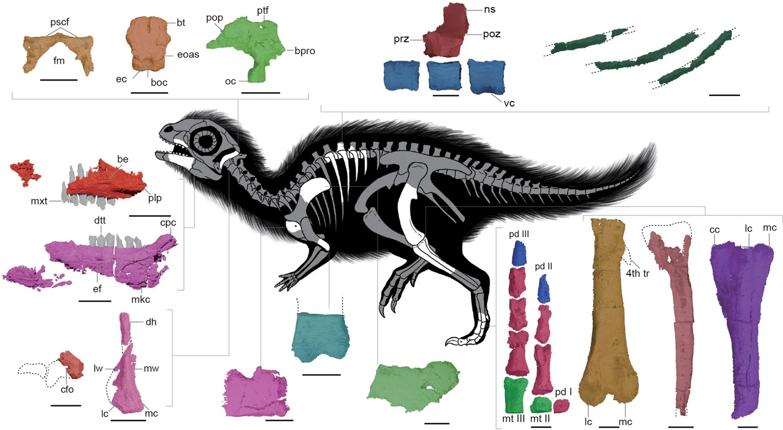 Doolysaurus huhmini