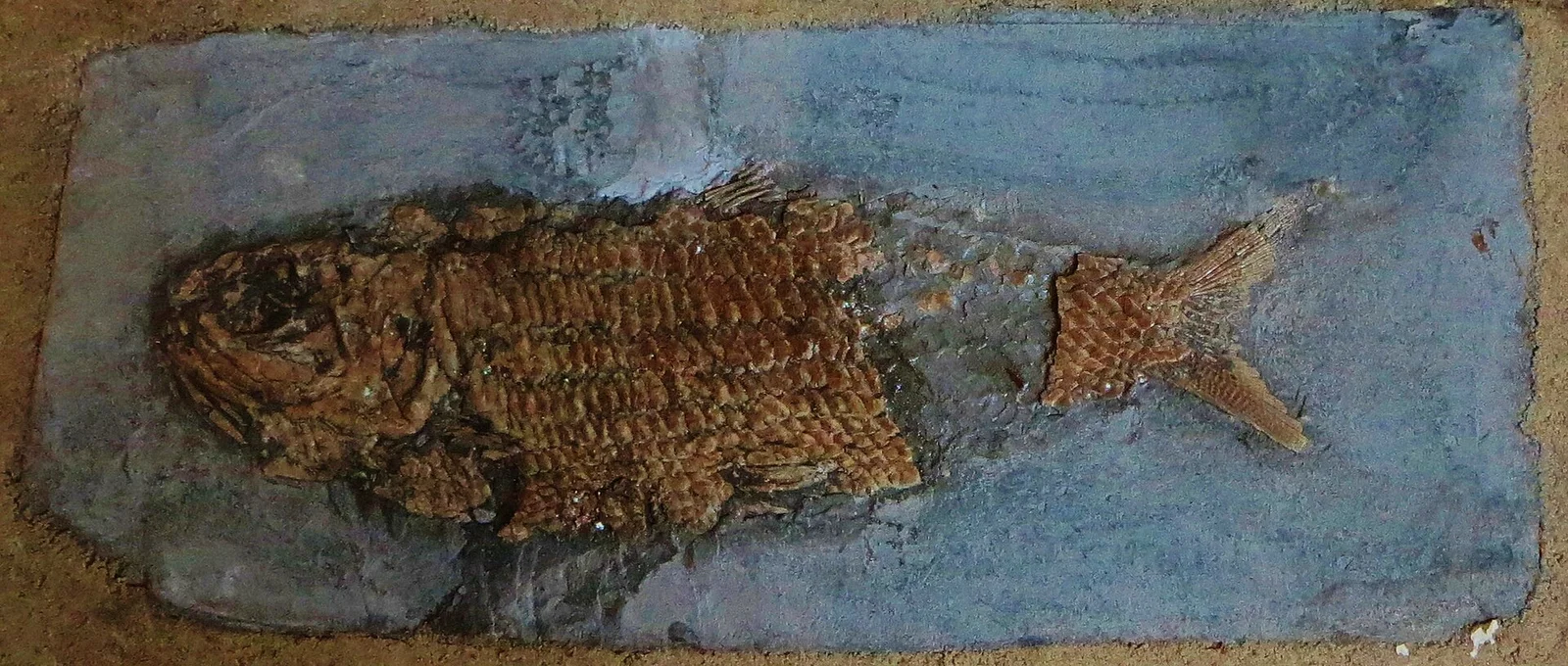 Dorsetichthys bechei