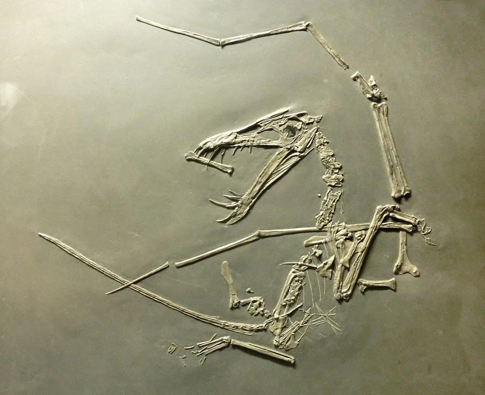 Dorygnathus banthensis