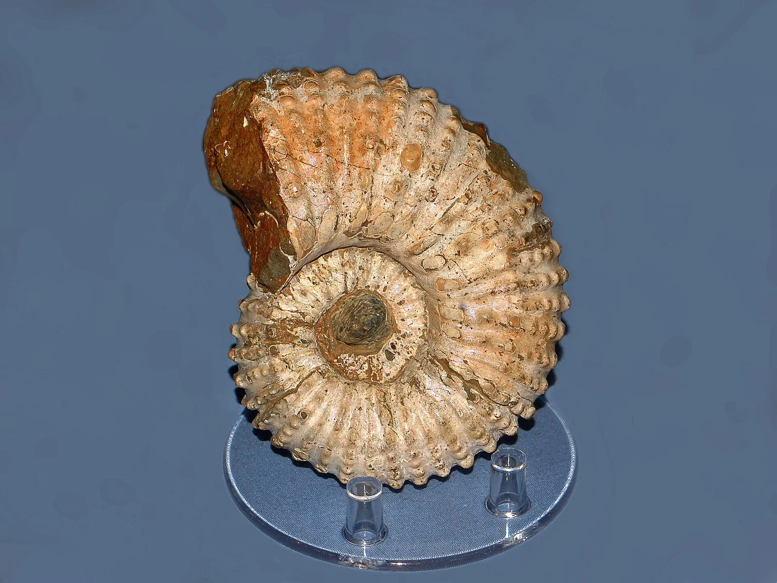 Douvilleiceras inaequinodum