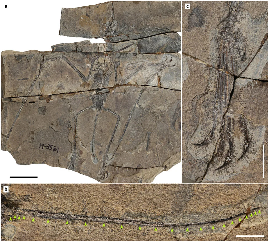 Douzhanopterus zhengi