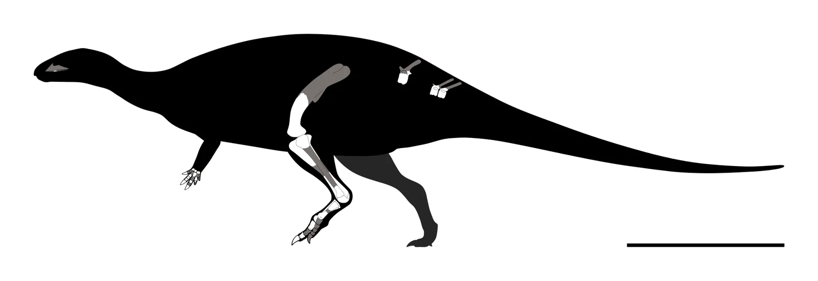 Draconyx loureiroi