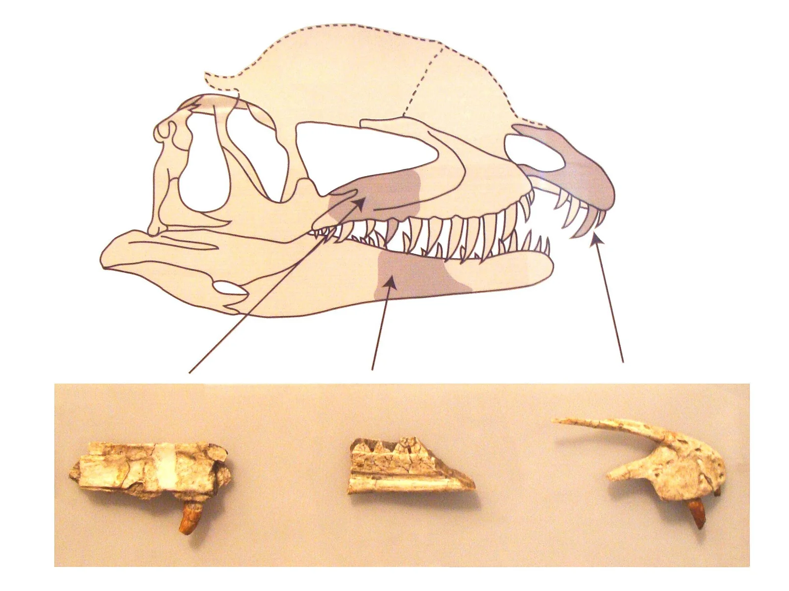 Dracovenator regenti