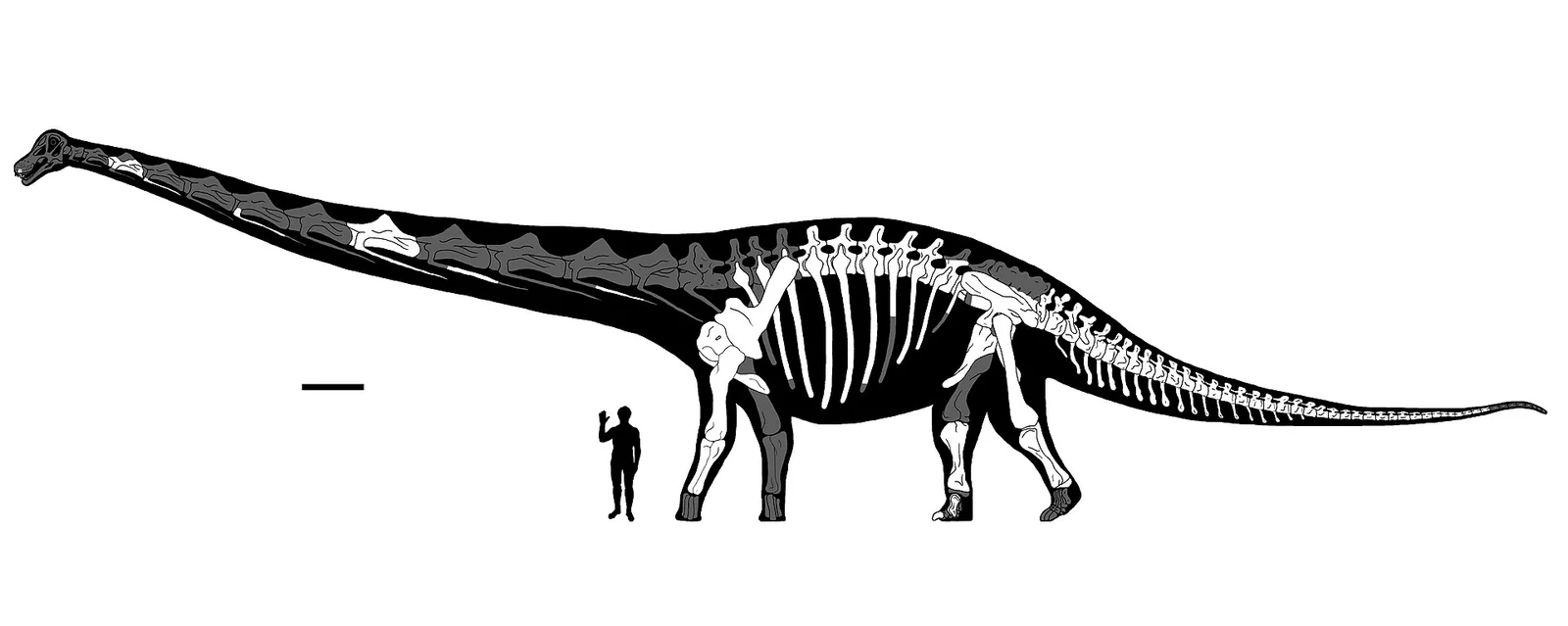 Dreadnoughtus schrani