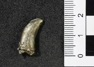 Dromaeosauroides bornholmensis