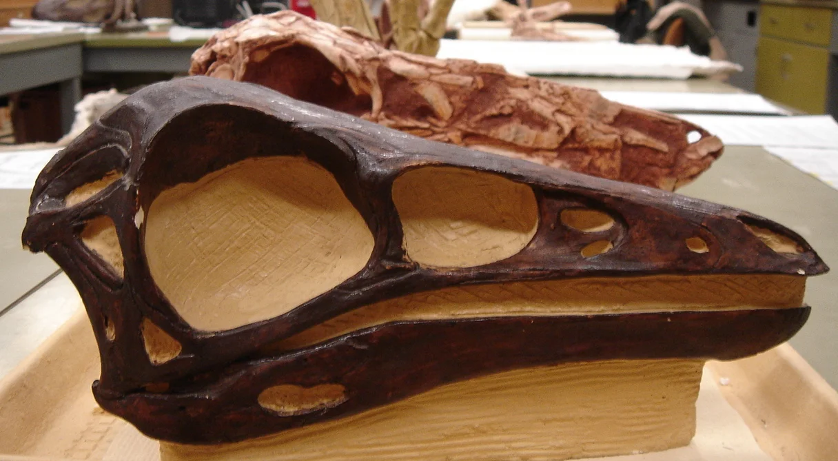 Dromiceiomimus brevitertius
