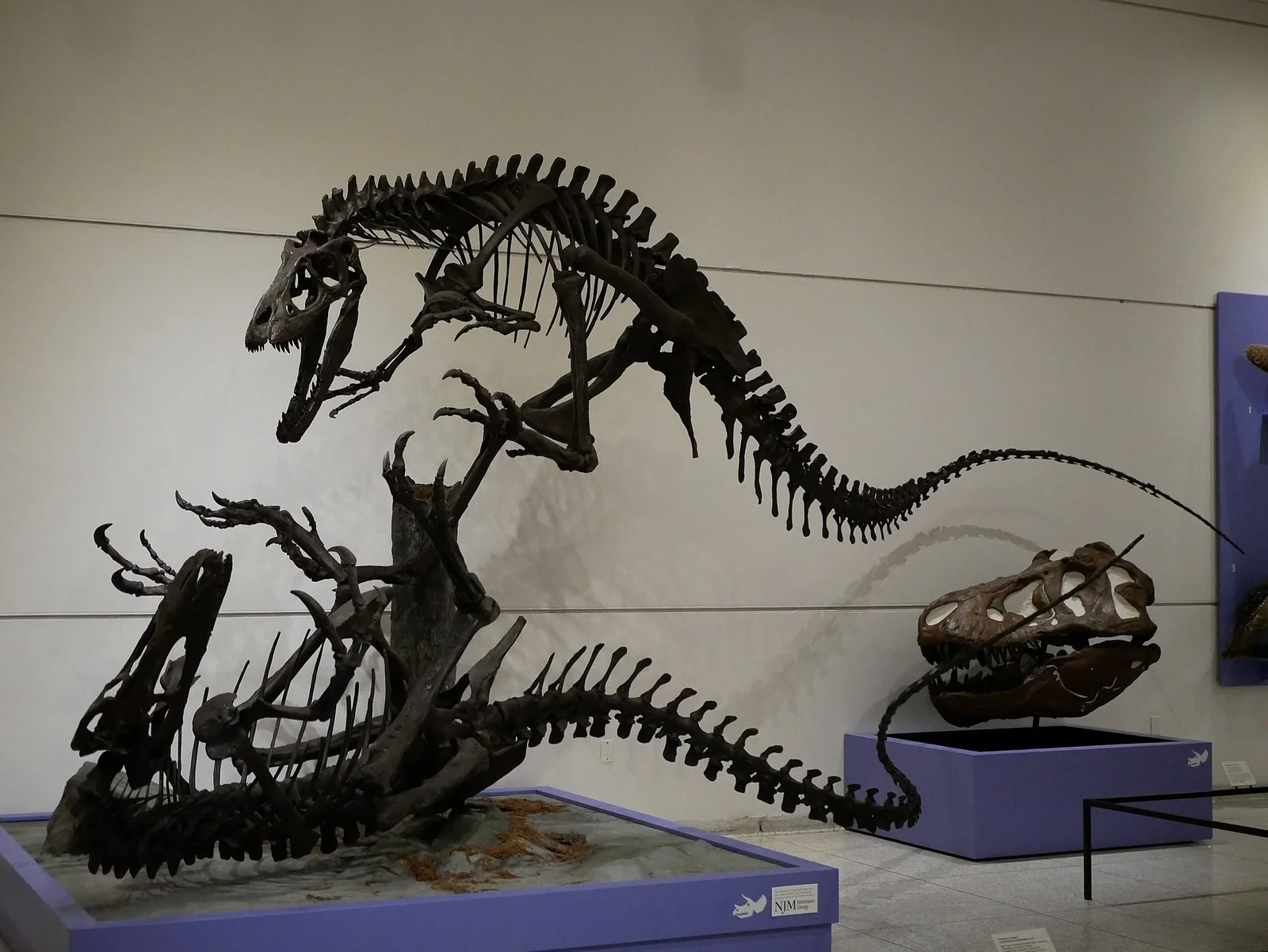 Dryptosaurus aquilunguis