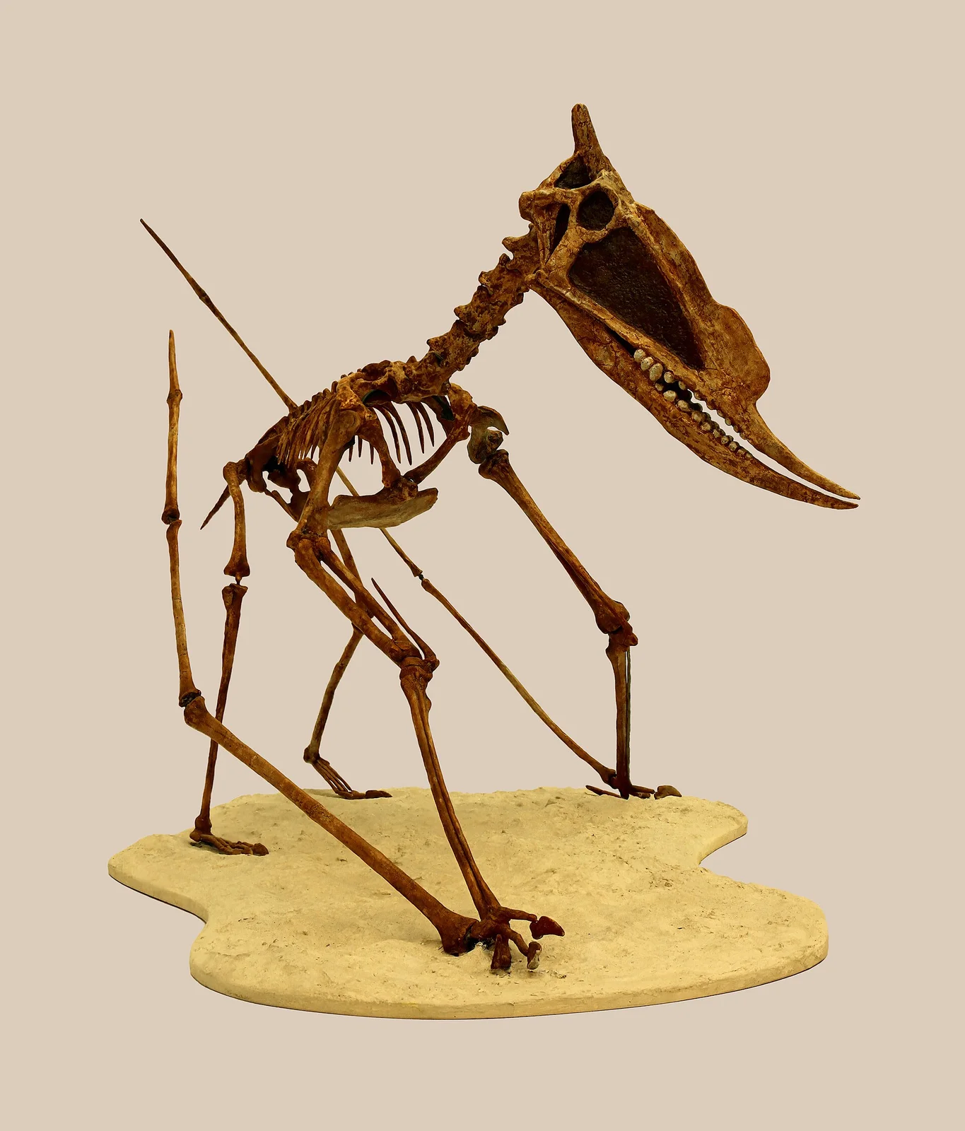 Dsungaripterus weii