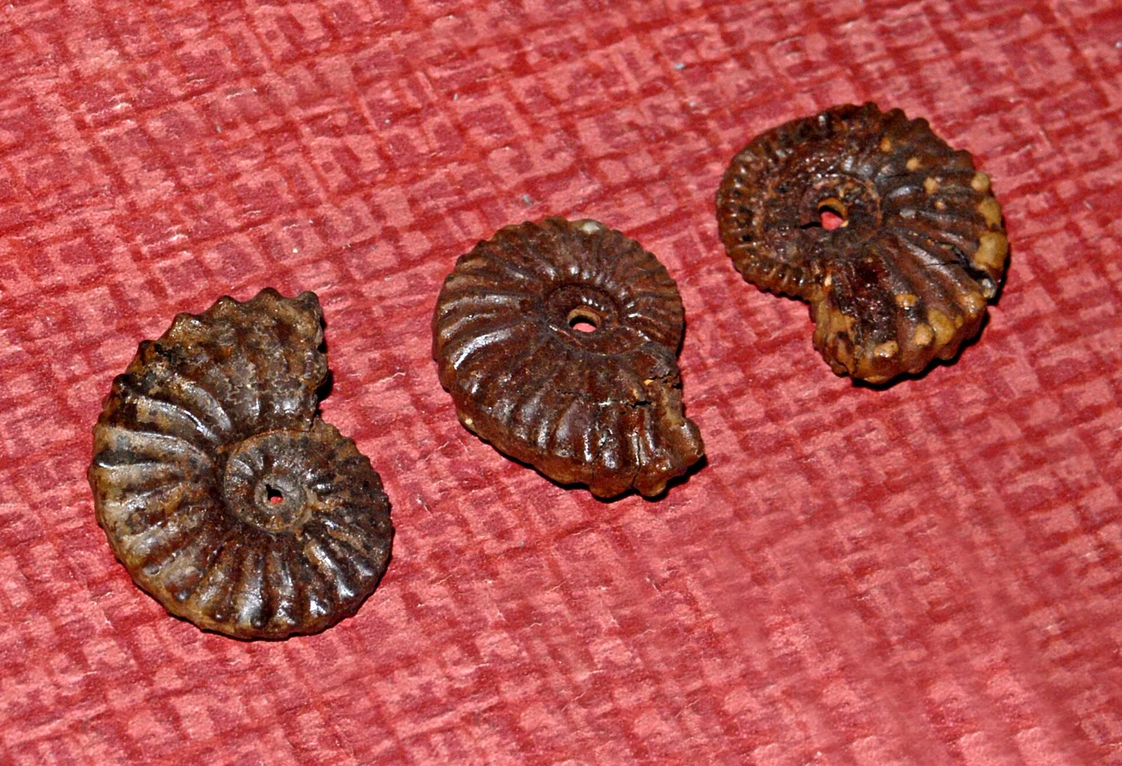 Dufrenoyia justinae