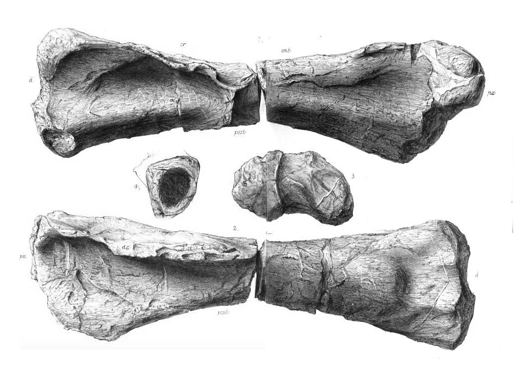 Duriatitan humerocristatus