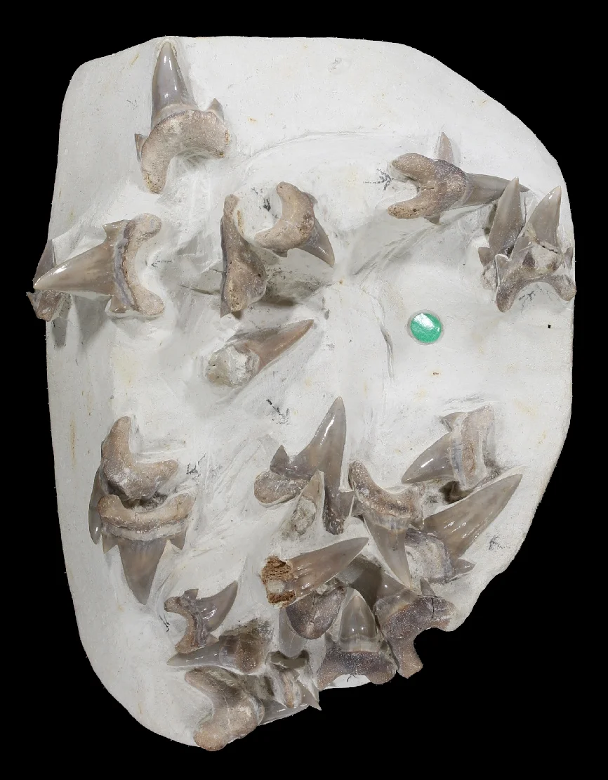Dwardius sudindicus