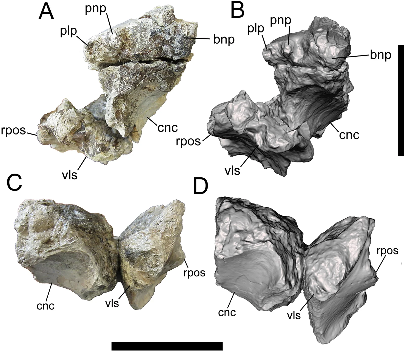 Dynamoterror dynastes
