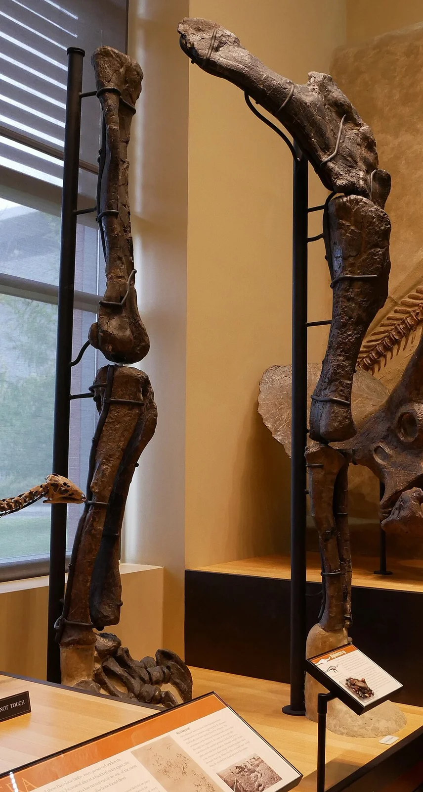 Dyslocosaurus polyonychius