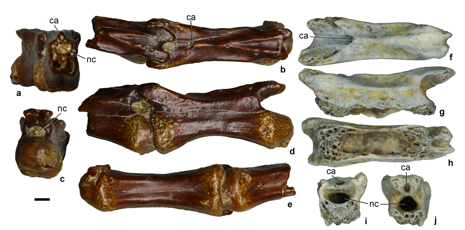 Dzharaonyx eski