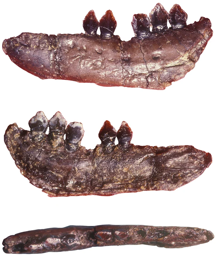 Echinodon becklesii