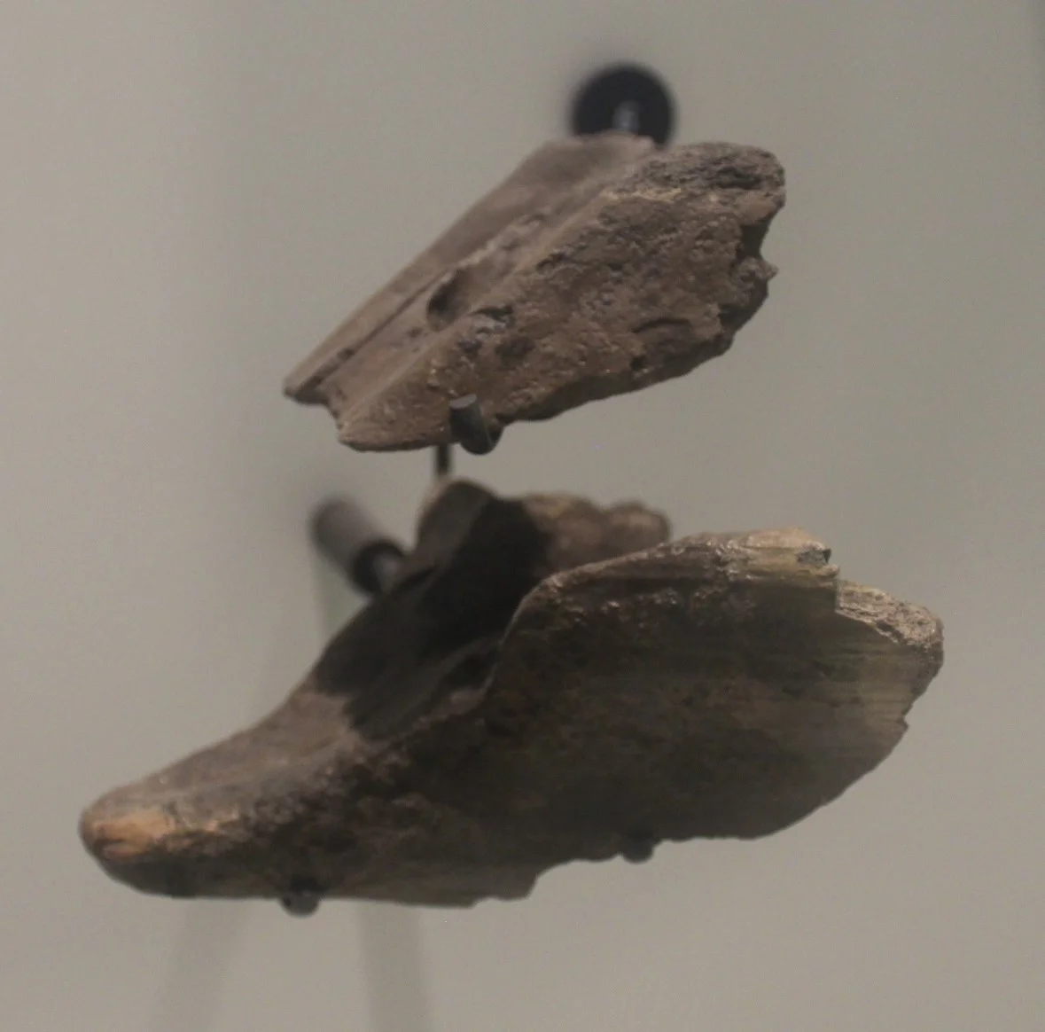 Edaphodon barberi