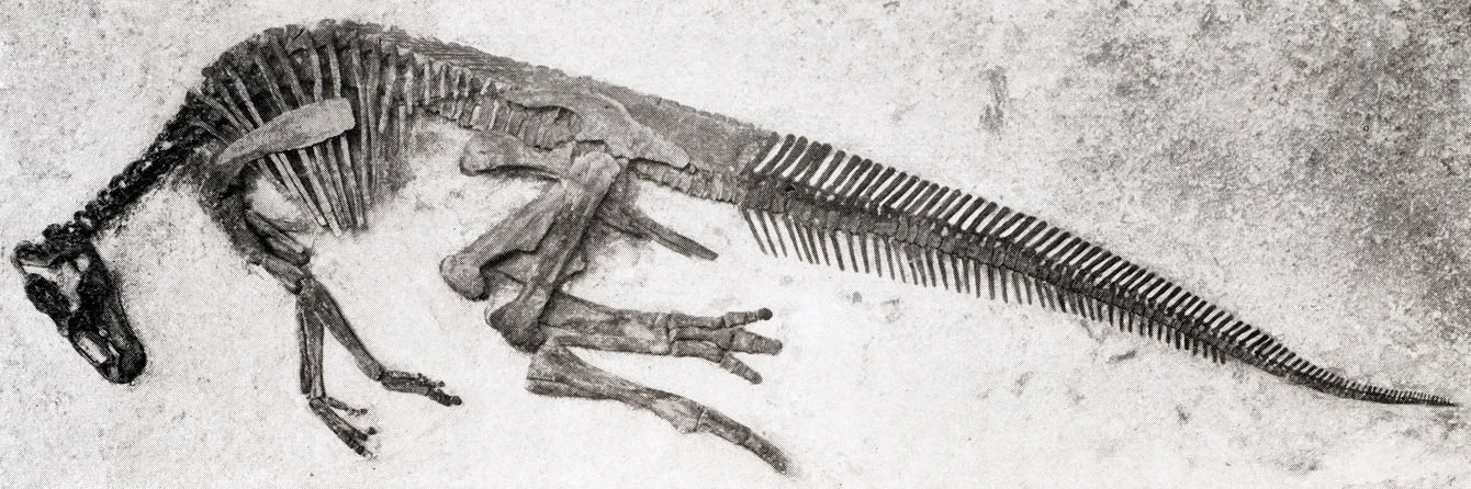 Edmontosaurus regalis