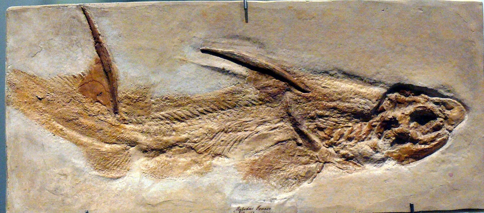 Egertonodus duffini