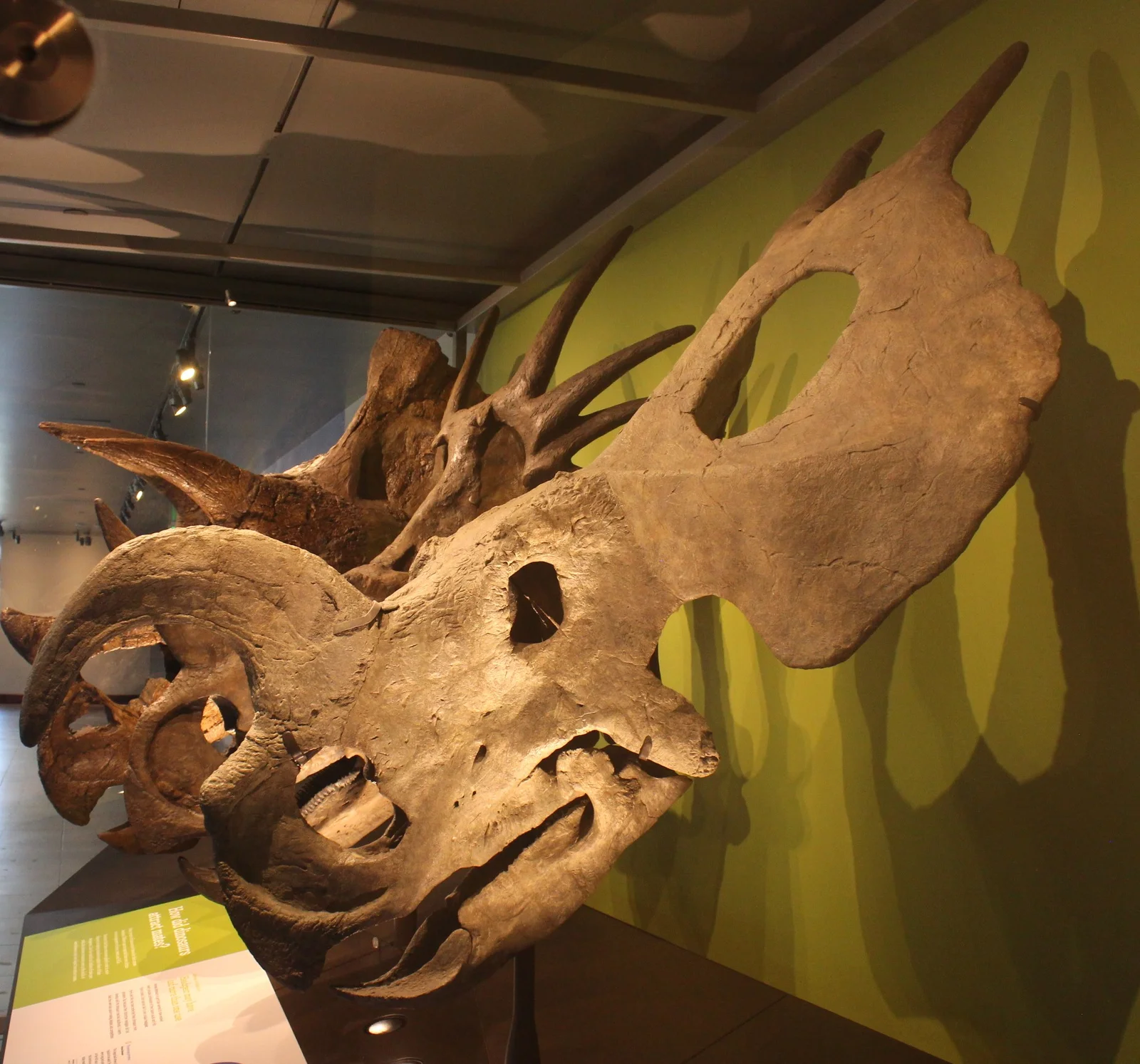 Einiosaurus procurvicornis