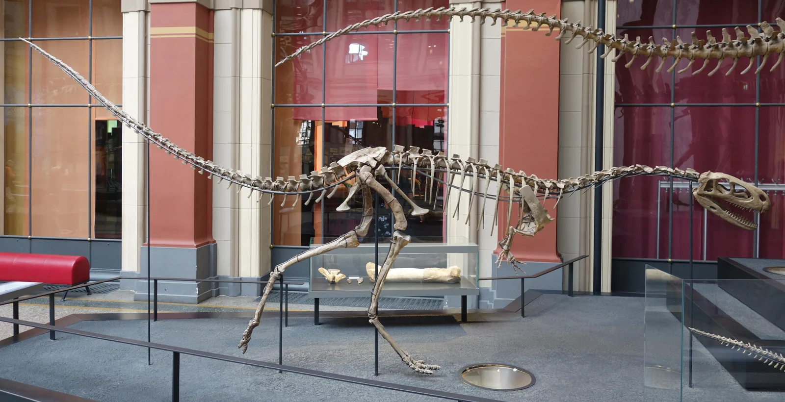 Elaphrosaurus bambergi