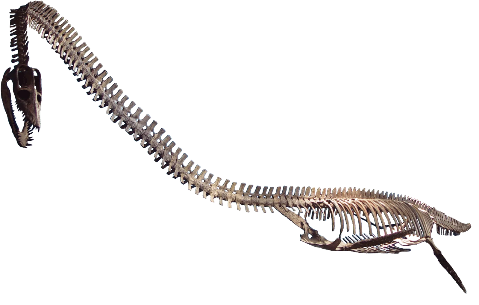 Elasmosaurus platyurus