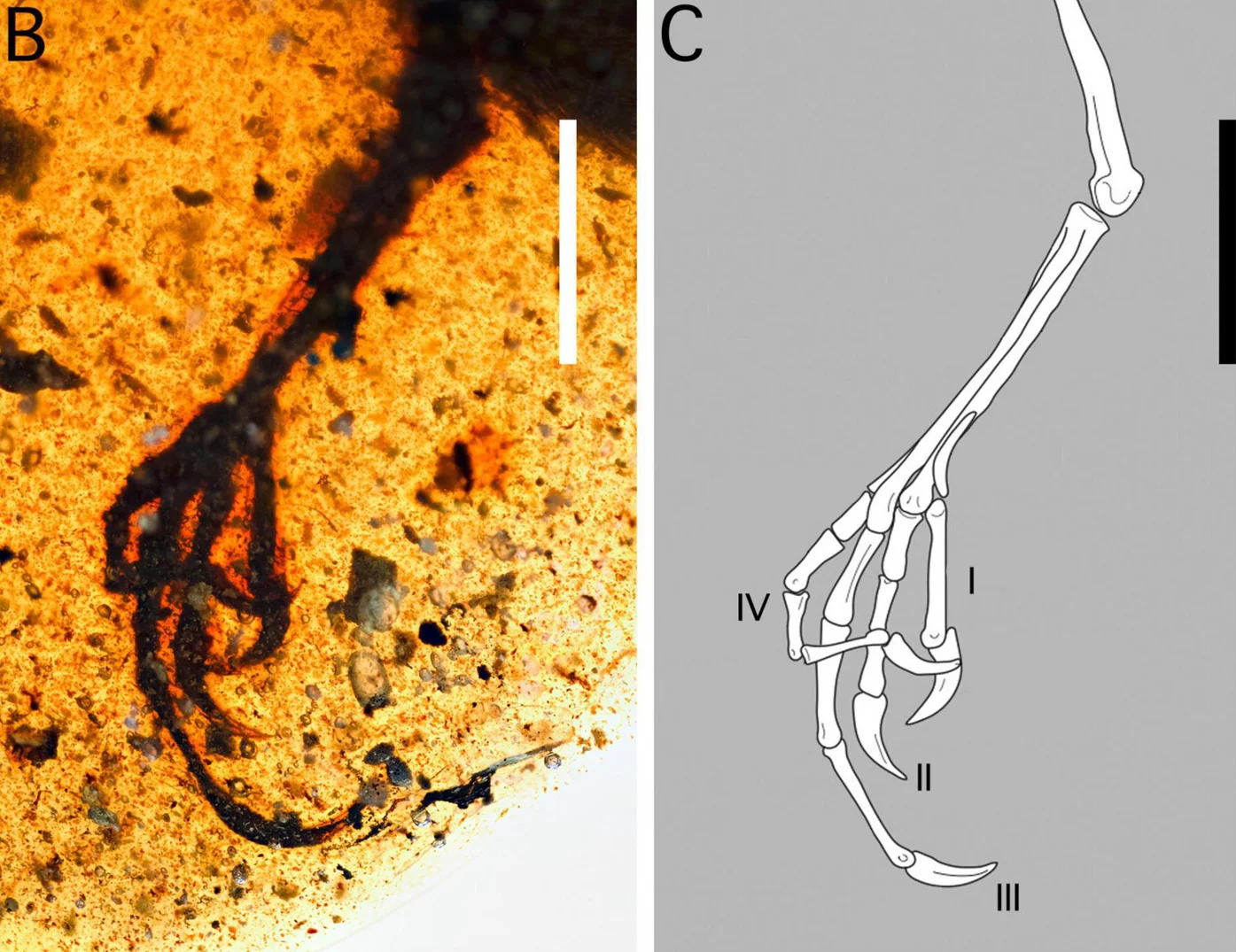 Elektorornis chenguangi