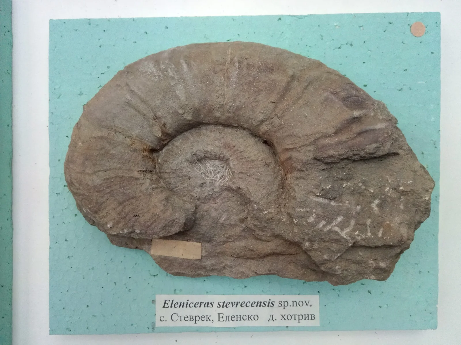Eleniceras stevrecensis