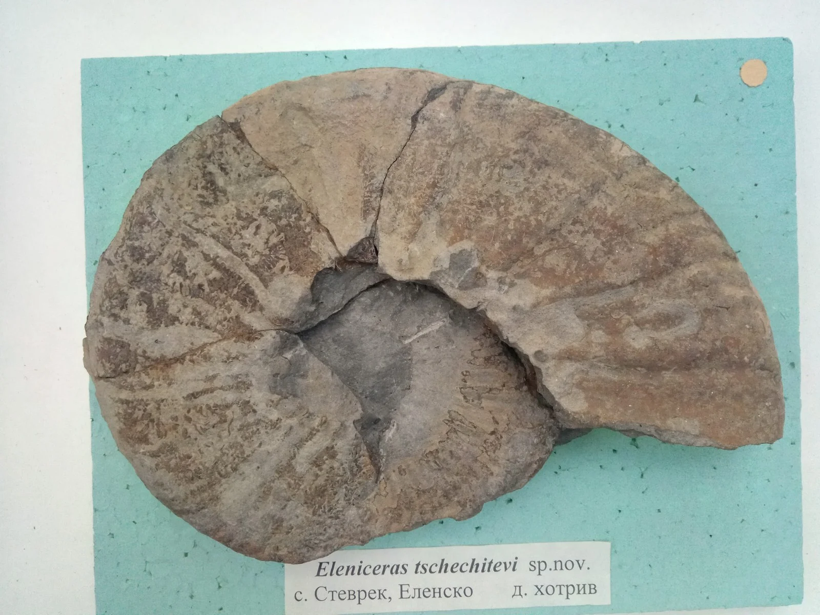 Eleniceras tchechitevi