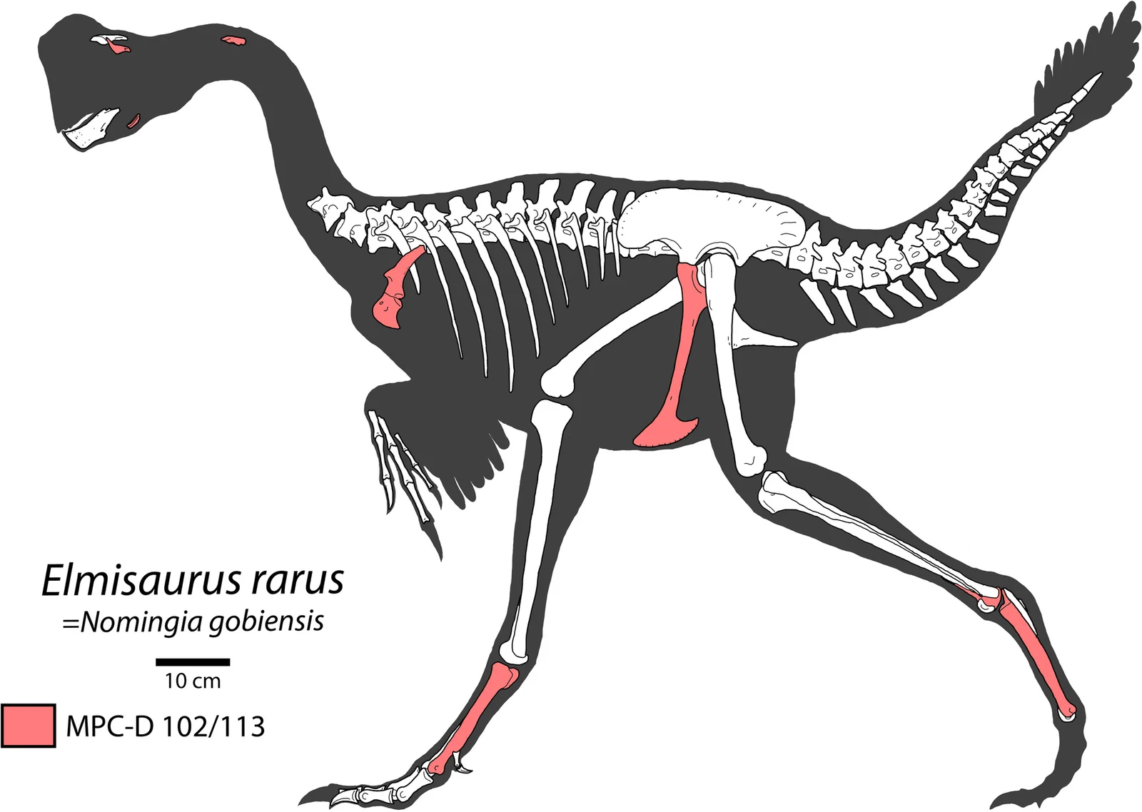 Elmisaurus rarus