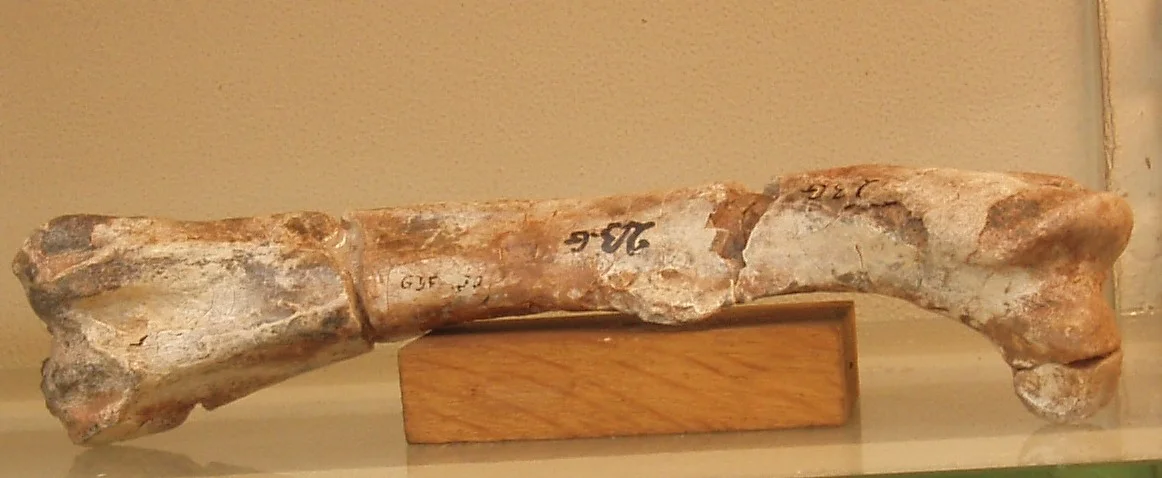 Elrhazosaurus nigeriensis