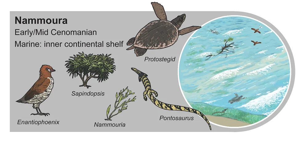 Enantiophoenix electrophyla