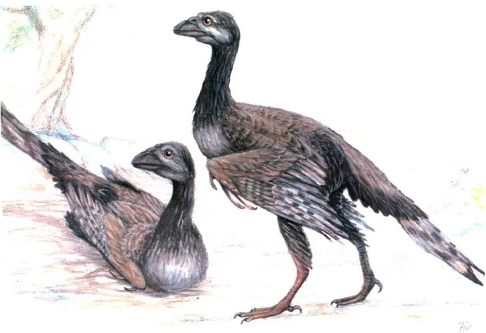 Enantiornis leali