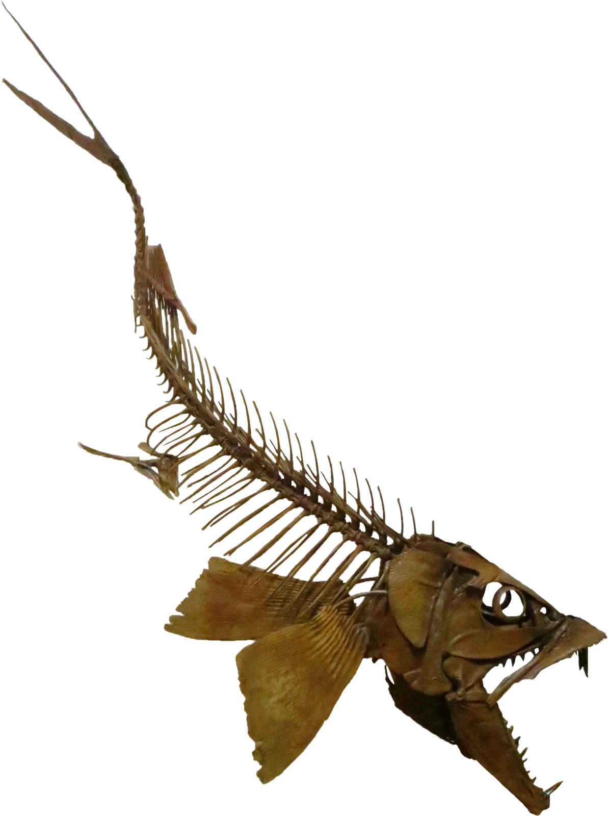 Enchodus dirus