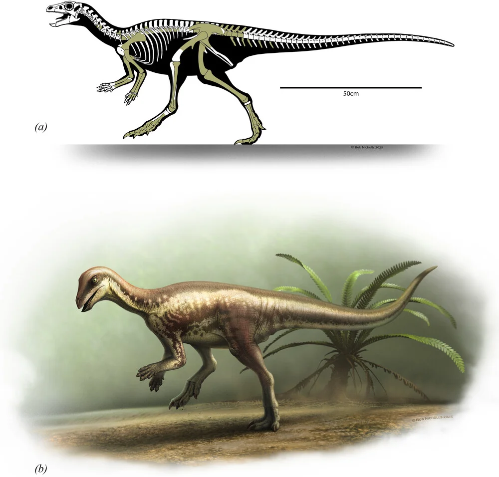 Enigmacursor mollyborthwickae