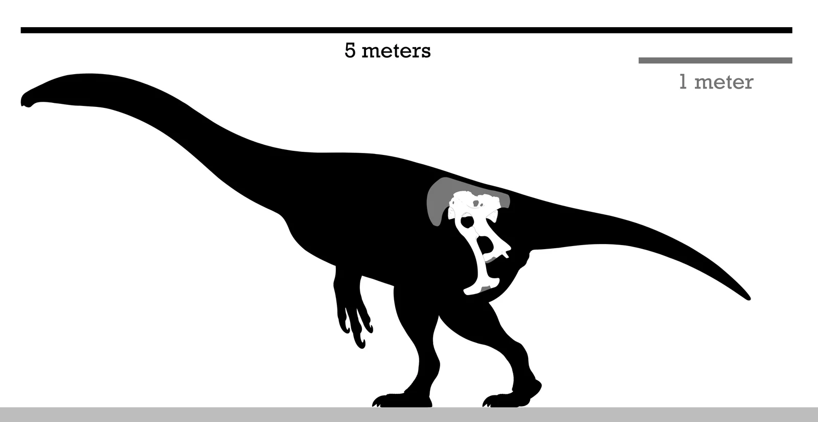 Enigmosaurus mongoliensis