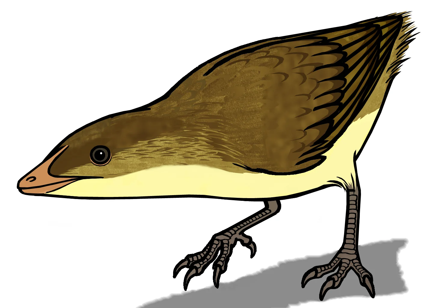 Eoalulavis hoyasi