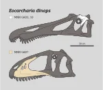 Eocarcharia dinops