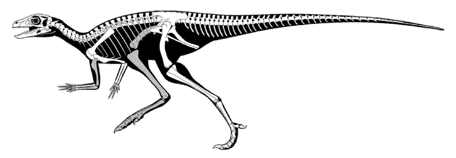 Eocursor parvus