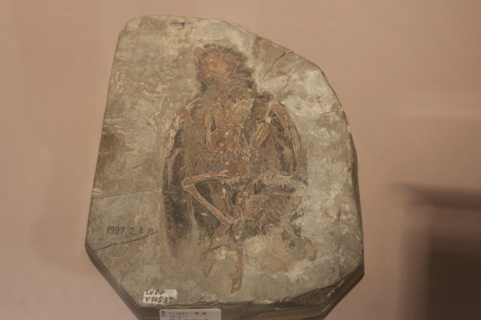 Eoenantiornis buhleri