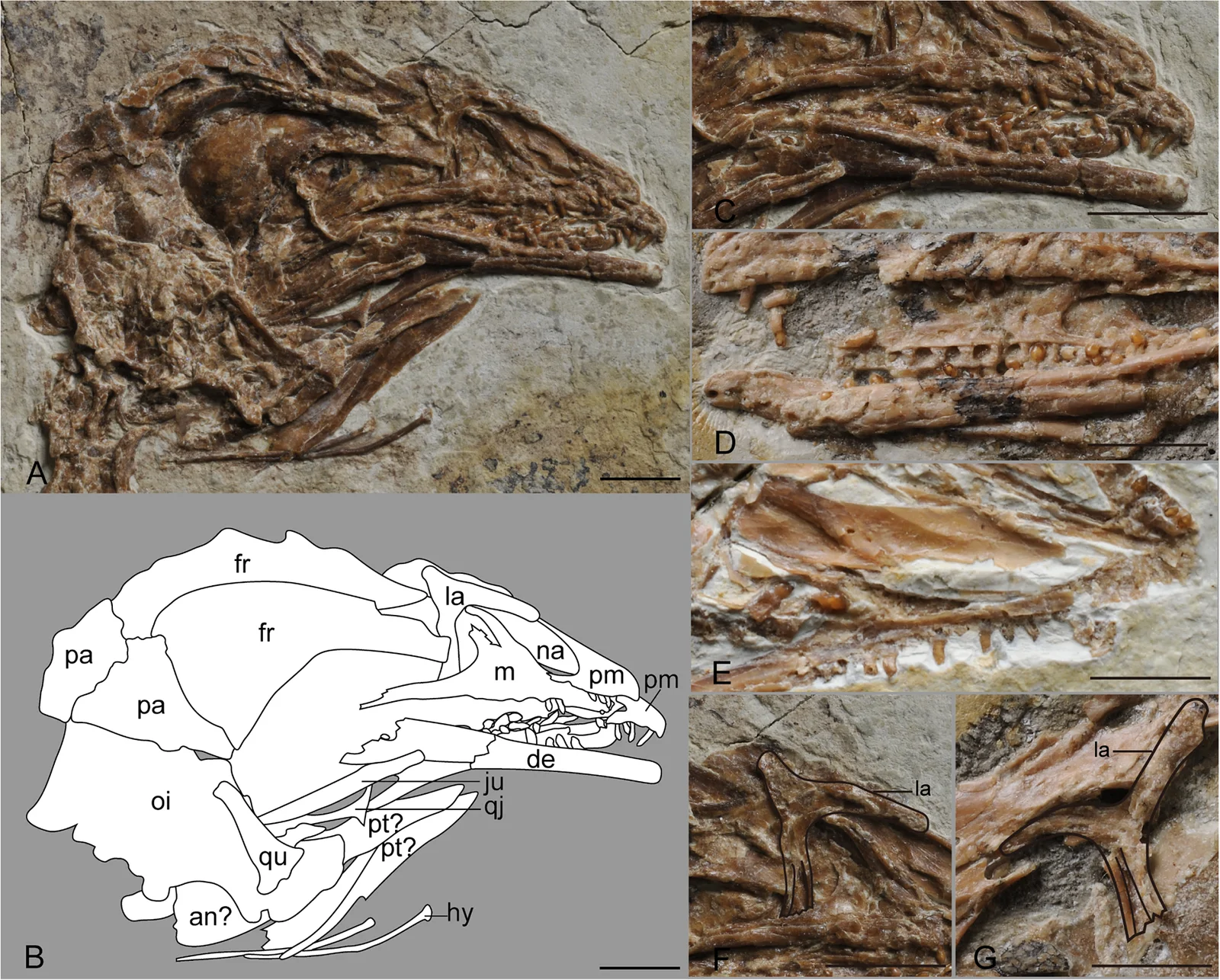 Eopengornis martini