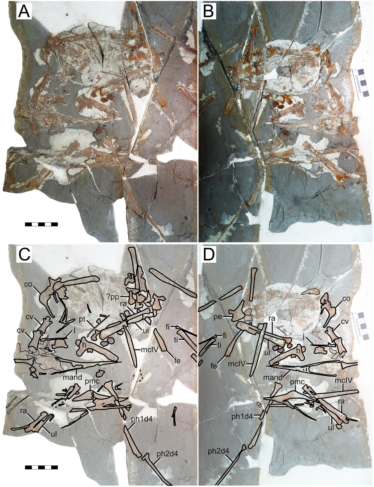 Eopteranodon lii