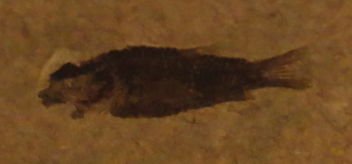 Eosemionotus ratumensis