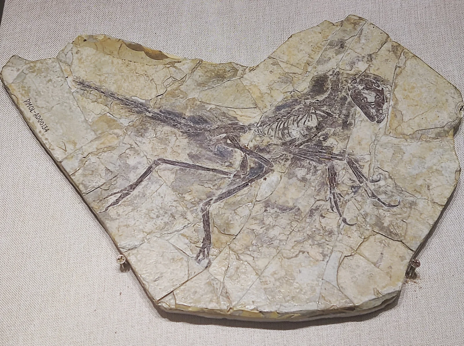 Eosinopteryx brevipenna