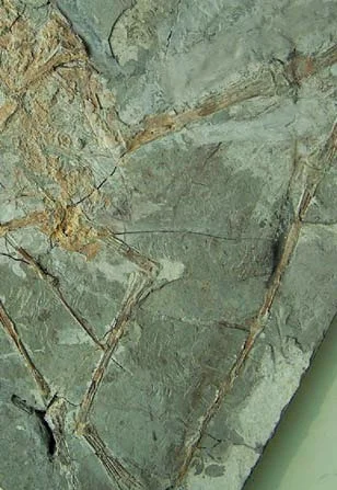 Eosipterus yangi