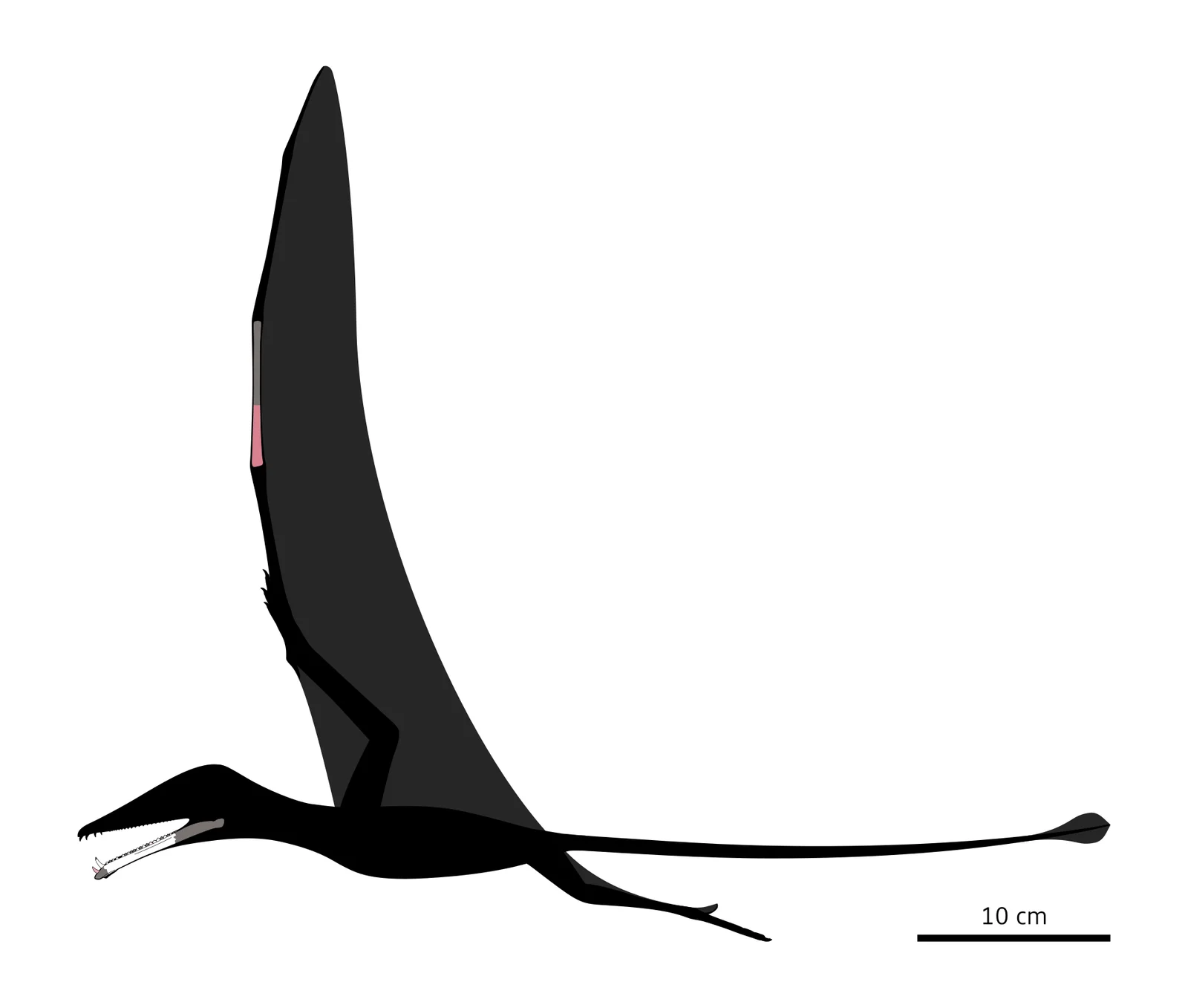 Eotephradactylus mcintireae